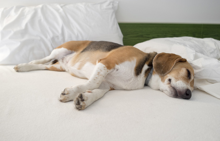 Beagle schläft im Bett