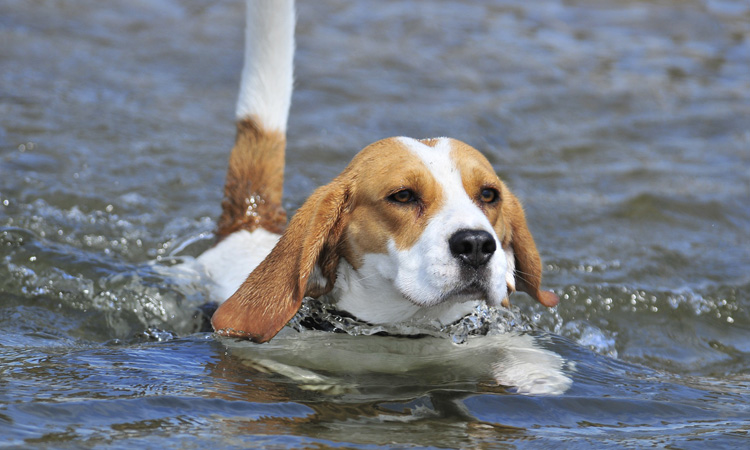 Beagle schwimmt