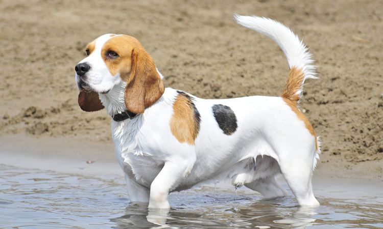 Beagle am Strand mit Pfoten im Wasser