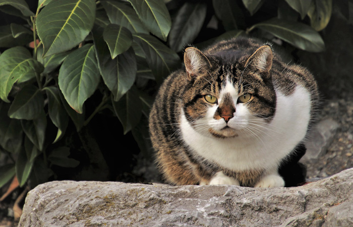 Katze sitzt auf einem Stein im Garten