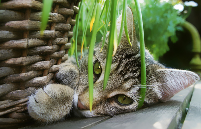 Katze neben eine Pflanze