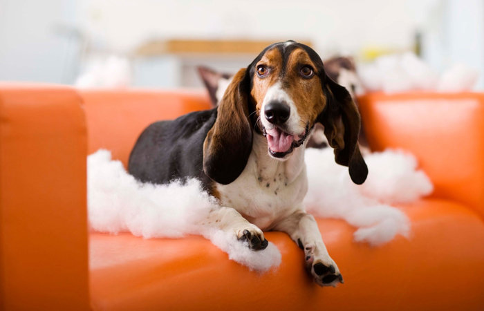 Hund zerstört Sofa