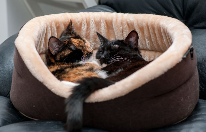 Zwei Katzen kuscheln in einem Katzenbett